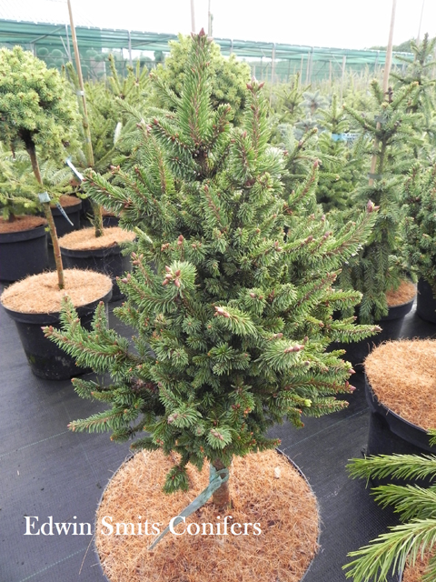 Picea abies 'Valentins'